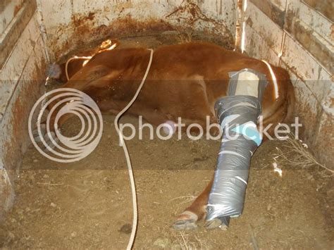 helping dairy cow up after broken leg with skid steer|cattle breaks leg.